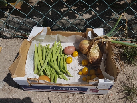 Colheita dos produtos hortícolas
Finalmente as plantas já estavam prontas para colhermos.